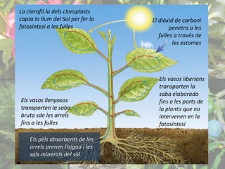 El diòxid de carboni 
penetra a les 
fulles a través de 
les estomes 
La clorofil.la dels cloroplasts 
capta la llum del Sol per fer la 
fotosíntesi a les fulles 
Els vasos llenyosos 
transporten la saba 
bruta sde les arrels 
fins a les fulles 
Els pèls absorbents de les 
arrels prenen l’aigua i les 
sals minerals del sòl 
Els vasos liberians 
transporten la 
saba elaborada 
fins a les parts de 
la planta que no 
intervenen en la 
fotosíntesi 
 
