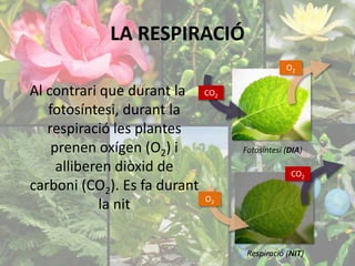 LA RESPIRACIÓ 
Al contrari que durant la 
fotosíntesi, durant la 
respiració les plantes 
prenen oxígen (O2) i 
alliberen diòxid de 
carboni (CO2). Es fa durant 
la nit 
Fotosíntesi (DIA) 
Respiració (NIT) 
CO2 
O2 
CO2 
O2 
 