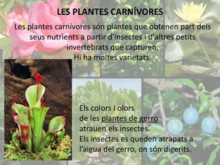 LES PLANTES CARNÍVORES 
Les plantes carnívores són plantes que obtenen part dels 
seus nutrients a partir d'insectes i d'altres petits 
invertebrats que capturen. 
Hi ha moltes varietats. 
Els colors i olors 
de les plantes de gerro 
atrauen els insectes. 
Els insectes es queden atrapats a 
l’aigua del gerro, on són digerits. 
 