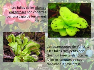 Les fulles de les plantes 
enganxoses són cobertes 
per una capa de ferrament 
natural. 
L’atrapamosques de Venus té 
a les fulles tres petits pèls. 
Quan un insecte els toca, les 
fulles es tanquen de cop 
capturant la seva presa. 
 