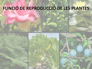 FUNCIÓ DE REPRODUCCIÓ DE LES PLANTES 
 