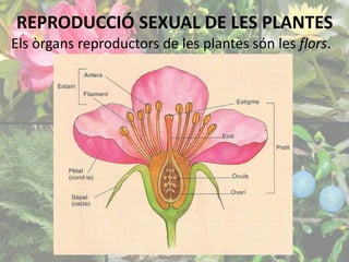 REPRODUCCIÓ SEXUAL DE LES PLANTES 
Els òrgans reproductors de les plantes són les flors. 
 