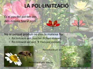 LA POL·LINITZACIÓ 
És el pas del pol·len des 
dels estams fins al pistil. 
No té perquè produïr-se dins la mateixa flor: 
• Pol.linització pels insectes  Flors vistoses. 
• Pol.linització pel vent  Flors poc vistoses. 
Pol.linització pel vent 
Pol.linització pels insectes 
 
