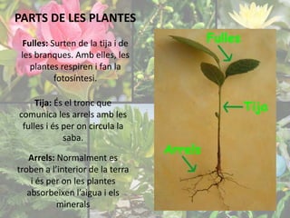PARTS DE LES PLANTES 
Fulles: Surten de la tija i de 
les branques. Amb elles, les 
plantes respiren i fan la 
fotosíntesi. 
Tija: És el tronc que 
comunica les arrels amb les 
fulles i és per on circula la 
saba. 
Arrels: Normalment es 
troben a l’interior de la terra 
i és per on les plantes 
absorbeixen l’aigua i els 
minerals 
 