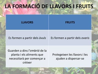 LA FORMACIÓ DE LLAVORS I FRUITS 
LLAVORS FRUITS 
Es formen a partir dels òvuls Es formen a partir dels ovaris 
Guarden a dins l’embrió de la 
planta i els aliments que 
necessitarà per començar a 
crèixer 
Protegeixen les llavors i les 
ajuden a dispersar-se 
 
