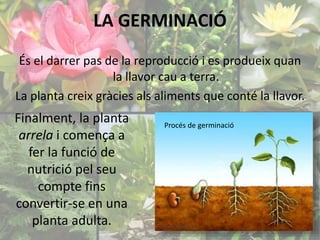 LA GERMINACIÓ 
És el darrer pas de la reproducció i es produeix quan 
la llavor cau a terra. 
La planta creix gràcies als aliments que conté la llavor. 
Procés de germinació Finalment, la planta 
arrela i comença a 
fer la funció de 
nutrició pel seu 
compte fins 
convertir-se en una 
planta adulta. 
 