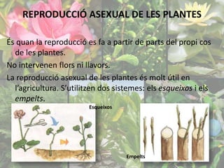 REPRODUCCIÓ ASEXUAL DE LES PLANTES 
És quan la reproducció es fa a partir de parts del propi cos 
de les plantes. 
No intervenen flors ni llavors. 
La reproducció asexual de les plantes és molt útil en 
l’agricultura. S’utilitzen dos sistemes: els esqueixos i els 
empelts. 
Esqueixos 
Empelts 
 