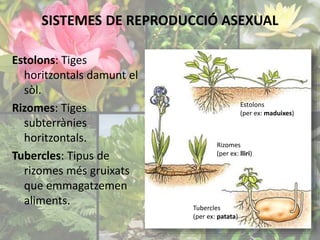 SISTEMES DE REPRODUCCIÓ ASEXUAL 
Estolons: Tiges 
horitzontals damunt el 
sòl. 
Rizomes: Tiges 
subterrànies 
horitzontals. 
Tubercles: Tipus de 
rizomes més gruixats 
que emmagatzemen 
aliments. 
Rizomes 
(per ex: lliri) 
Tubercles 
(per ex: patata) 
Estolons 
(per ex: maduixes) 
 