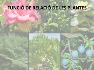 FUNCIÓ DE RELACIÓ DE LES PLANTES 
 