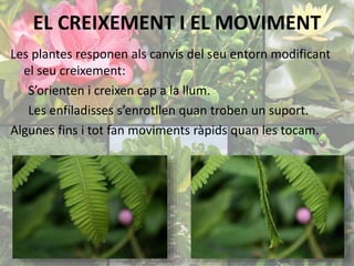 EL CREIXEMENT I EL MOVIMENT 
Les plantes responen als canvis del seu entorn modificant 
el seu creixement: 
S’orienten i creixen cap a la llum. 
Les enfiladisses s’enrotllen quan troben un suport. 
Algunes fins i tot fan moviments ràpids quan les tocam. 
 