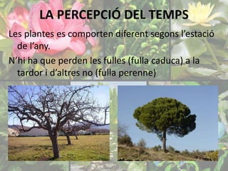 LA PERCEPCIÓ DEL TEMPS 
Les plantes es comporten diferent segons l’estació 
de l’any. 
N’hi ha que perden les fulles (fulla caduca) a la 
tardor i d’altres no (fulla perenne) 
 