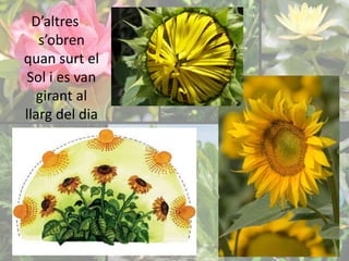 D’altres 
s’obren 
quan surt el 
Sol i es van 
girant al 
llarg del dia 
