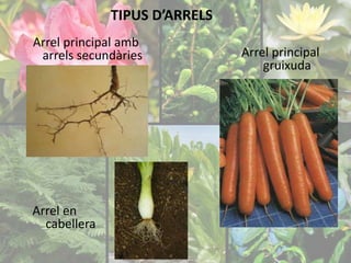 TIPUS D’ARRELS 
Arrel principal amb 
arrels secundàries 
Arrel en 
cabellera 
Arrel principal 
gruixuda 
 