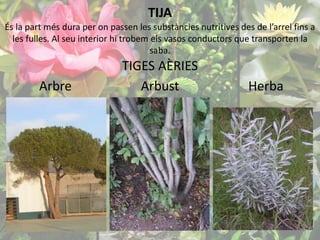 TIJA 
És la part més dura per on passen les substàncies nutritives des de l’arrel fins a 
les fulles. Al seu interior hi trobem els vasos conductors que transporten la 
saba. 
Arbre 
TIGES AÈRIES 
Arbust Herba 
 