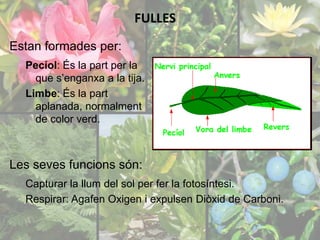 FULLES 
Estan formades per: 
Pecíol: És la part per la 
que s’enganxa a la tija. 
Limbe: És la part 
aplanada, normalment 
de color verd. 
Les seves funcions són: 
Capturar la llum del sol per fer la fotosíntesi. 
Respirar: Agafen Oxigen i expulsen Diòxid de Carboni. 
 