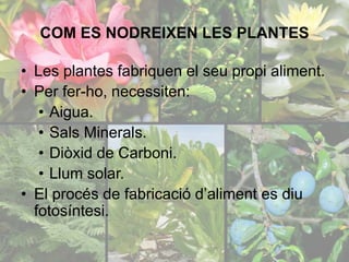 COM ES NODREIXEN LES PLANTES 
• Les plantes fabriquen el seu propi aliment. 
• Per fer-ho, necessiten: 
• Aigua. 
• Sals Minerals. 
• Diòxid de Carboni. 
• Llum solar. 
• El procés de fabricació d’aliment es diu 
fotosíntesi. 
 
