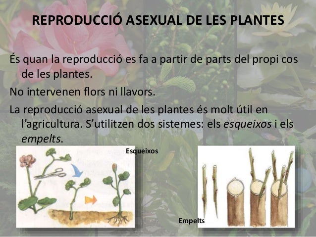 Tema 2 - Les plantes