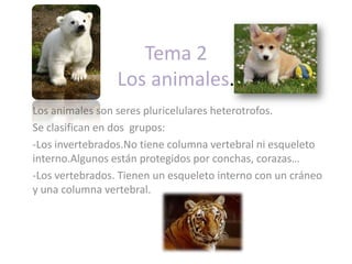 Tema 2 Los animales. Los animales son seres pluricelulares heterotrofos.  Se clasifican en dos  grupos: ,[object Object]