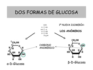 DOS FORMAS DE GLUCOSA
α-D-Glucosa β-D-Glucosa
1ª NUEVA ISOMERÍA:
LOS ANÓMEROS
CARBONO
ANOMÉRICO
 