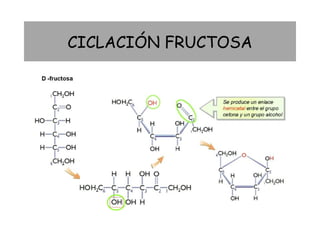 CICLACIÓN FRUCTOSA
 