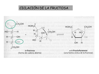 CICLACIÓN DE LA FRUCTOSA
 