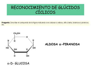 RECONOCIMIENTO DE GLÚCIDOS
CÍCLICOS
ALDOSA α-PIRANOSA
α-D- GLUCOSA
 