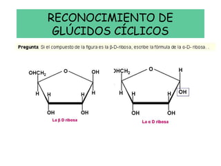 RECONOCIMIENTO DE
GLÚCIDOS CÍCLICOS
 