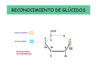 RECONOCIMIENTO DE GLÚCIDOS
 