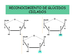 RECONOCIMIENTO DE GLÚCIDOS
CICLADOS
 
