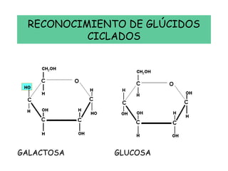 RECONOCIMIENTO DE GLÚCIDOS
CICLADOS
GALACTOSA GLUCOSA
 