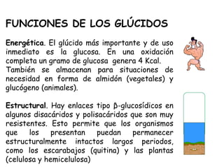 FUNCIONES DE LOS GLÚCIDOS
Energética. El glúcido más importante y de uso
inmediato es la glucosa. En una oxidación
completa un gramo de glucosa genera 4 Kcal.
También se almacenan para situaciones de
necesidad en forma de almidón (vegetales) y
glucógeno (animales).
Estructural. Hay enlaces tipo β-glucosídicos en
algunos disacáridos y polisacáridos que son muy
resistentes. Esto permite que los organismos
que los presentan puedan permanecer
estructuralmente intactos largos periodos,
como los escarabajos (quitina) y las plantas
(celulosa y hemicelulosa)
 
