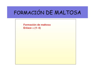 FORMACIÓN DE MALTOSA
 