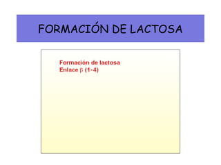 FORMACIÓN DE LACTOSA
 