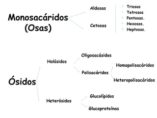Monosacáridos
(Osas)
Ósidos
Aldosas
Cetosas
Holósidos
Heterósidos
 Triosas
 Tetrosas
 Pentosas.
 Hexosas.
 Heptosas.
Oligosacásidos
Polisacáridos
Homopolisacáridos
Heteropolisacáridos
Glucolípidos
Glucoproteínas
 