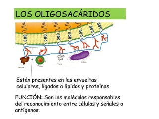 LOS OLIGOSACÁRIDOS
FUNCIÓN: Son las moléculas responsables
del reconocimiento entre células y señales o
antígenos.
Están presentes en las envueltas
celulares, ligados a lípidos y proteínas
 