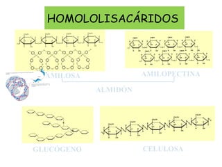 HOMOLOLISACÁRIDOS
AMILOPECTINAAMILOSA
GLUCÓGENO CELULOSA
ALMIDÓN
 