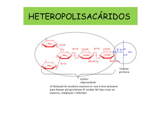 HETEROPOLISACÁRIDOS
 