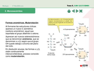 Biología 2º Bachillerato
2. Monosacáridos
Formas anoméricas. Mutarrotación
Al formarse las estructuras cíclicas
aparece un nuevo C asimétrico
(carbono anomérico): aquel que
soportaba el grupo aldehído o cetona.
Aparecen así nuevos estereoisómeros
que se denominan anómeros, que se
denominan α o β, según que el grupo
OH quede debajo o encima del plano
del ciclo.
En disolución acuosa, las formas α y β,
están continuamente
interconvirtiéndose, proceso conocido
como mutarrotación.
Tema 2. LOS GLÚCIDOS
 