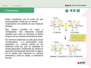 Biología 2º Bachillerato
3. Disacáridos
Están constituidos por la unión de dos
monosacáridos unidos por un enlace
O-glicosídico con pérdida de una molécula
de agua.
Son dulces, solubles en agua y
cristalizables. Son reductores excepto
aquellos que como la sacarosa no tienen
ninguno de sus carbonos anoméricos libres.
Se nombran añadiendo el sufijo il al primer
monosacárido y a continuación, entre
paréntesis, el número ordinal de los
carbonos entre los que se establece el
enlace glicosídico. Finalmente se nombra el
segundo monosacárido terminado en osa si
en el enlace sólo interviene un carbono
anomérico o bien en ósido, si intervienen
los dos.
Tema 2. LOS GLÚCIDOS
 