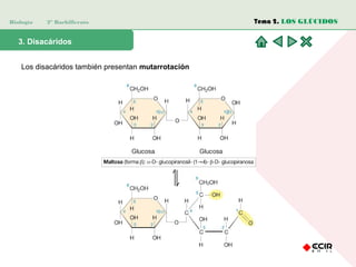 Biología 2º Bachillerato
3. Disacáridos
Los disacáridos también presentan mutarrotación
Tema 2. LOS GLÚCIDOS
 