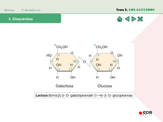 Biología 2º Bachillerato
3. Disacáridos
Tema 2. LOS GLÚCIDOS
 