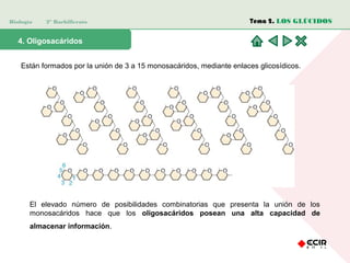 Biología 2º Bachillerato
4. Oligosacáridos
Están formados por la unión de 3 a 15 monosacáridos, mediante enlaces glicosídicos.
El elevado número de posibilidades combinatorias que presenta la unión de los
monosacáridos hace que los oligosacáridos posean una alta capacidad de
almacenar información.
Tema 2. LOS GLÚCIDOS
 