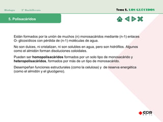 Biología 2º Bachillerato
5. Polisacáridos
Están formados por la unión de muchos (n) monosacáridos mediante (n-1) enlaces
O- glicosídicos con pérdida de (n-1) moléculas de agua.
No son dulces, ni cristalizan, ni son solubles en agua, pero son hidrófilos. Algunos
como el almidón forman disoluciones coloidales.
Pueden ser homopolisacáridos formados por un solo tipo de monosacárido y
heteropolisacáridos, formados por más de un tipo de monosacárido.
Desempeñan funciones estructurales (como la celulosa) y de reserva energética
(como el almidón y el glucógeno).
Tema 2. LOS GLÚCIDOS
 