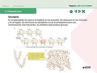 Biología 2º Bachillerato
5. Polisacáridos
Glucógeno
Es el polisacárido de reserva energética en los animales. Se almacena en los músculos
y en el hígado. Su estructura es semejante a la de la amilopectina pero con
ramificaciones más frecuentes. Su hidrólisis total produce glucosa.
Tema 2. LOS GLÚCIDOS
 
