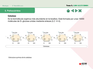 Biología 2º Bachillerato
5. Polisacáridos
Celulosa
Es la biomolécula orgánica más abundante en la biosfera. Está formada por unas 15000
moléculas de D- glucosa unidas mediante enlaces β (1  4).
Estructura química de la celulosa.
Tema 2. LOS GLÚCIDOS
 