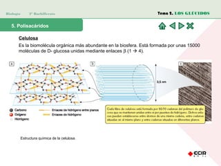 Biología 2º Bachillerato
5. Polisacáridos
Celulosa
Es la biomolécula orgánica más abundante en la biosfera. Está formada por unas 15000
moléculas de D- glucosa unidas mediante enlaces β (1  4).
Estructura química de la celulosa.
Tema 2. LOS GLÚCIDOS
 
