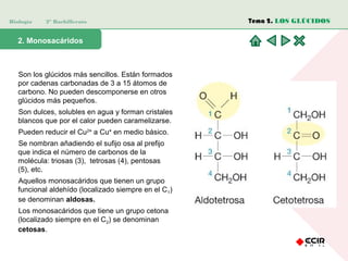 Biología 2º Bachillerato
2. Monosacáridos
Son los glúcidos más sencillos. Están formados
por cadenas carbonadas de 3 a 15 átomos de
carbono. No pueden descomponerse en otros
glúcidos más pequeños.
Son dulces, solubles en agua y forman cristales
blancos que por el calor pueden caramelizarse.
Pueden reducir el Cu2+
a Cu+
en medio básico.
Se nombran añadiendo el sufijo osa al prefijo
que indica el número de carbonos de la
molécula: triosas (3), tetrosas (4), pentosas
(5), etc.
Aquellos monosacáridos que tienen un grupo
funcional aldehído (localizado siempre en el C1)
se denominan aldosas.
Los monosacáridos que tiene un grupo cetona
(localizado siempre en el C2) se denominan
cetosas.
Tema 2. LOS GLÚCIDOS
 