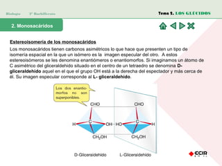 Biología 2º Bachillerato
2. Monosacáridos
Estereoisomería de los monosacáridos
Los monosacáridos tienen carbonos asimétricos lo que hace que presenten un tipo de
isomería espacial en la que un isómero es la imagen especular del otro. A estos
estereoisómeros se les denomina enantiómeros o enantiomorfos. Si imaginamos un átomo de
C asimétrico del gliceraldehido situado en el centro de un tetraedro se denomina D-
gliceraldehído aquel en el que el grupo OH está a la derecha del espectador y más cerca de
él. Su imagen especular corresponde al L- gliceraldehído.
Tema 2. LOS GLÚCIDOS
 