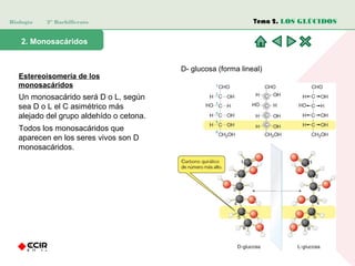 Biología 2º Bachillerato
2. Monosacáridos
Estereoisomería de los
monosacáridos
Un monosacárido será D o L, según
sea D o L el C asimétrico más
alejado del grupo aldehído o cetona.
Todos los monosacáridos que
aparecen en los seres vivos son D
monosacáridos.
Tema 2. LOS GLÚCIDOS
D- glucosa (forma lineal)
 