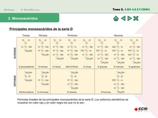Biología 2º Bachillerato
2. Monosacáridos
Principales monosacáridos de la serie D
Fórmulas lineales de los principales monosacáridos de la serie D. Los carbonos asimétricos se
muestran en color rojo y en color negro los que no lo son.
Tema 2. LOS GLÚCIDOS
 